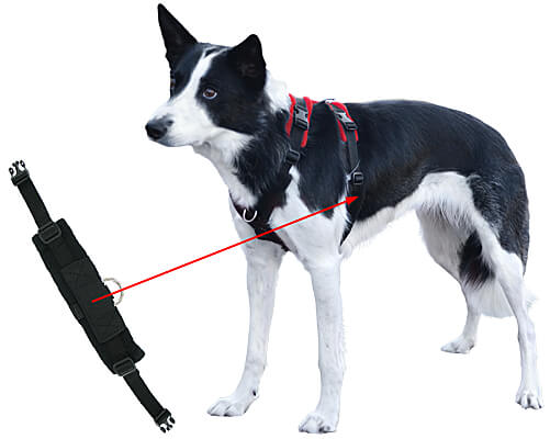 How to put on a outlet perfect fit dog harness